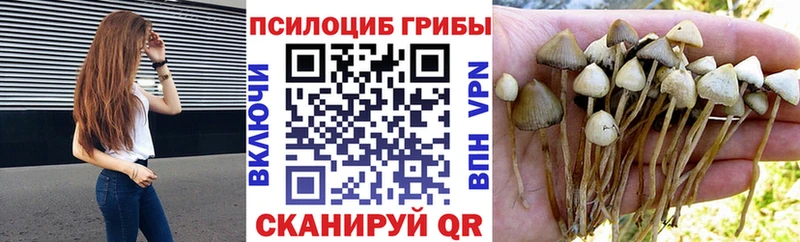 Псилоцибиновые грибы GOLDEN TEACHER  kraken рабочий сайт  Нарткала 